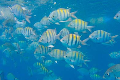 Escuna-paraty-Shalom---Gallery-IMG-7 PASSEIO DE ESCUNA NA BAÍA DE PARATY EM OFERTA